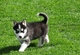 Regalo cachorros husky para adopcion gratis...