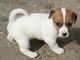 Regalo cachorros jack russell para libre