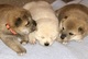 Regalo cachorros SHiba Inu listo en adopcion - Foto 1