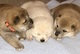 Regalo cachorros shiba inu listo en adopcion