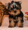 Regalo cachorros yorkshire terrier mini toy regalo