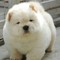 Regalo chow chow perritos