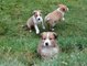 REGALO collie galés cachorros - Foto 1