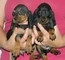 Regalo coonhound cachorros