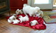 REGALO coton de tulear cachorros - Foto 1