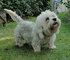 REGALO dandie dinmont terrier cachorros - Foto 1