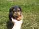 REGALO galés terrier perros disponible - Foto 1