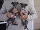 Regalo galgo italiano cachorros listo