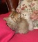Regalo gatitos persa para adopcion libre 1