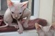 Regalo gatitos sphynx para la adopción libre 1