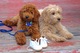 Regalo goldendoodle cachorros