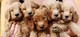 REGALO goldendoodle cachorros - Foto 1
