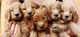 Regalo goldendoodle cachorros