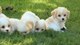 Regalo gratis cavachon cachorros