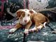 REGALO ibizan hound perros - Foto 1