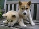 REGALO japanese akita inu cachorros - Foto 1
