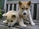 Regalo japanese akita inu cachorros