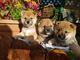 Regalo japonés shiba inu cachorros