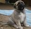 Regalo kangal turco cachorros