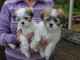 REGALO lhasa apso cachorros - Foto 1