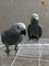 Regalo loros grise africanos o yacos adorables con microchip 1