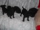 Regalo patterdale terrier perritos listo