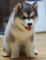 Regalo preciose alaskan malamutes cachorros - Foto 1