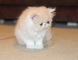 Regalo precioso macho y hembra persas gatito - Foto 1