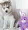 REGALO Preciosos HUSKY Cachorros Garantizados - Foto 1