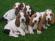 Regalo regalo Basset Hound perros - Foto 1