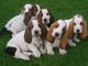 Regalo regalo basset hound perros