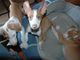 Regalo regalo cachorros de perro ibicenco