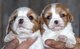 Regalo regalo king charles spaniel