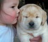Regalo regalo Labrador Retriever cachorros - Foto 1