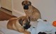 Regalo regalo lindo bullmastiff cachorros