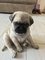 Regalo regalo pug cachorros