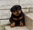 Regalo regalo rottweiler cachorros listo