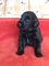 Regalo retriever recubierto plano