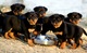 Regalo rottweiler cachorros