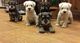 REGALO Schnauzer miniatura perros disponible - Foto 1