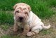 Regalo shar pei perritos