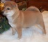 Regalo shiba inu cachorros nacionales color rojo y crema