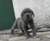 REGALO staffordshire bull terrier cachorros - Foto 1