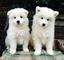 Regalo super lindo cachorros Samoyedo - Foto 1