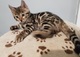 Regalos del gato de Bengala para su aprobación - Foto 1