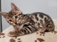 Regalos del gato de Bengala para su aprobación1 - Foto 1