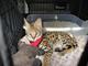 Registrado Savannah Cat para Adopción - Foto 1