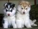 Reinrassige siberian husky welpen