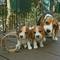 Se mandan fotos y vídeos Preciosa camada de beagles disponible - Foto 1