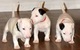 Se regala mezcla Bull Terrier Tres cachorritas - Foto 1
